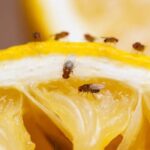 What causes Fruit Flies?