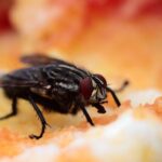 How to get rid of fruit flies in commercial kitchens