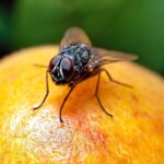 Why are Fruit Flies more common in summer?